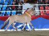 stallion Catago (Fjord Horse, 2007, from Kastanjegårdens Comet)