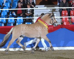 stallion Catago (Fjord Horse, 2007, from Kastanjegårdens Comet)