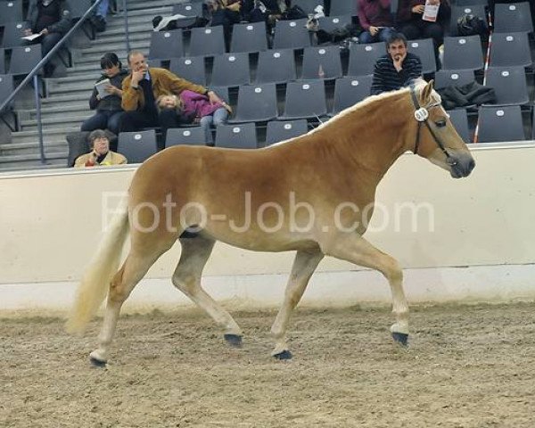 Pferd Andro (1,76% ox) (Edelbluthaflinger, 2009, von Antares (1,17% ox))