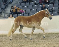 horse Andro (1,76% ox) (Edelbluthaflinger, 2009, from Antares (1,17% ox))