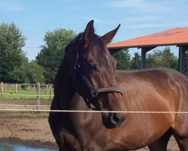 jumper Sambuco 35 (Hanoverian, 2007, from Souvenir)