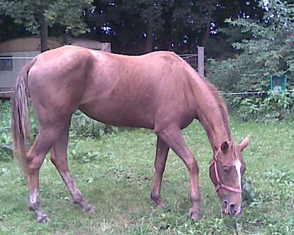 horse Topsail Red Waota (Appaloosa, 2007, from sailling warrior n620634)