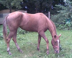 Pferd Topsail Red Waota (Appaloosa, 2007, von sailling warrior n620634)