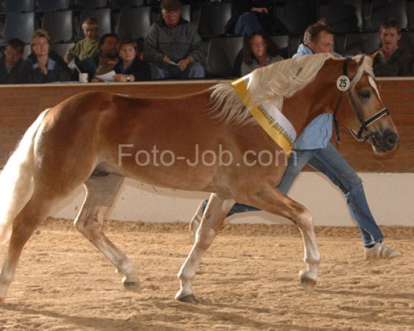 stallion Niebieski B (1,86% ox) (Edelbluthaflinger, 2006, from Nebos I (3,125% ox))