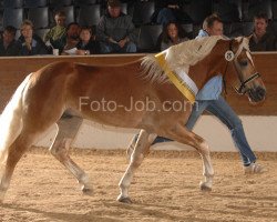 stallion Niebieski B (1,86% ox) (Edelbluthaflinger, 2006, from Nebos I (3,125% ox))