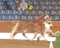 horse Harlekin (2,73% ox) (Edelbluthaflinger, 2004, from Herz-Trumpf (3,125% ox))