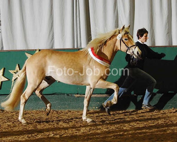 stallion Sandmann C (4,30% ox) (Edelbluthaflinger, 2008, from Santana (8,59% ox))