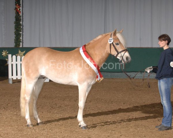 stallion Sonnenkönig C (4,30% ox) (Edelbluthaflinger, 2006, from Santana (8,59% ox))