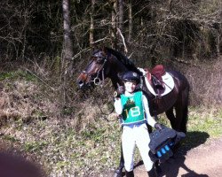 stallion Leo von Faelz (Holsteiner, 2003, from Leonce)