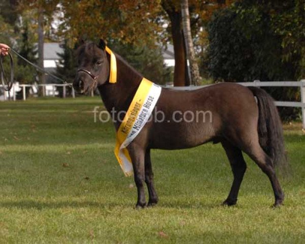 Pferd Moonlight Blues Banana Bullet (American Miniature Horse, 2005, von Jones Blue Boys Araby King)