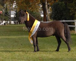 horse Moonlight Blues Banana Bullet (American Miniature Horse, 2005, from Jones Blue Boys Araby King)