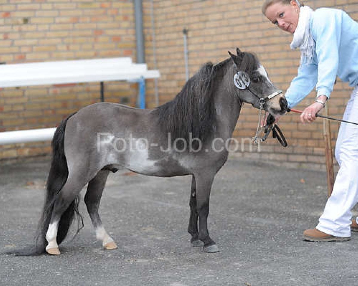 horse Gone N Dunnit Of LTDS (American Miniature Horse, 2006, from LTDS Man In Command)