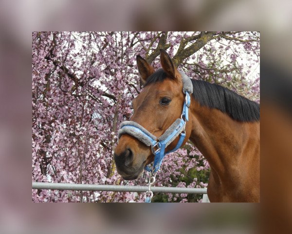 broodmare Accordina (Württemberger, 2009, from Araconit)