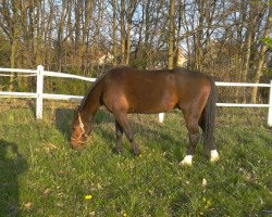 horse Wishful Willi Nelson (German trotters,  )