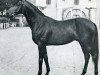 stallion Pancho II AA (Anglo-Arabs, 1961, from Nithard AA)