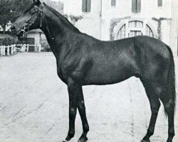 stallion Pancho II AA (Anglo-Arabs, 1961, from Nithard AA)