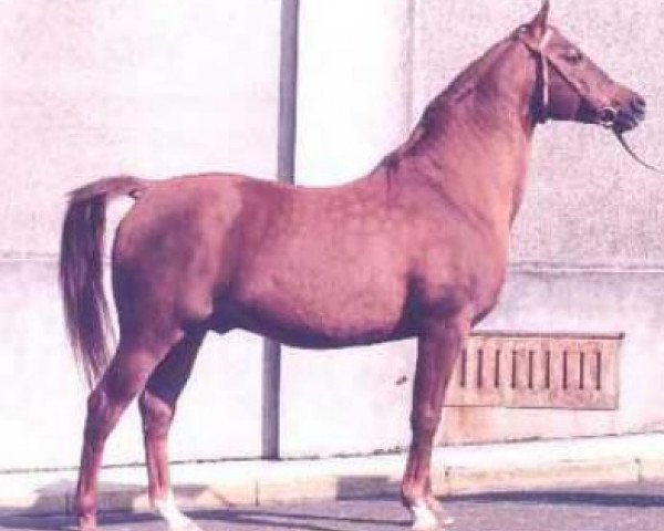stallion Rockefella xx (Thoroughbred, 1941, from Hyperion xx)
