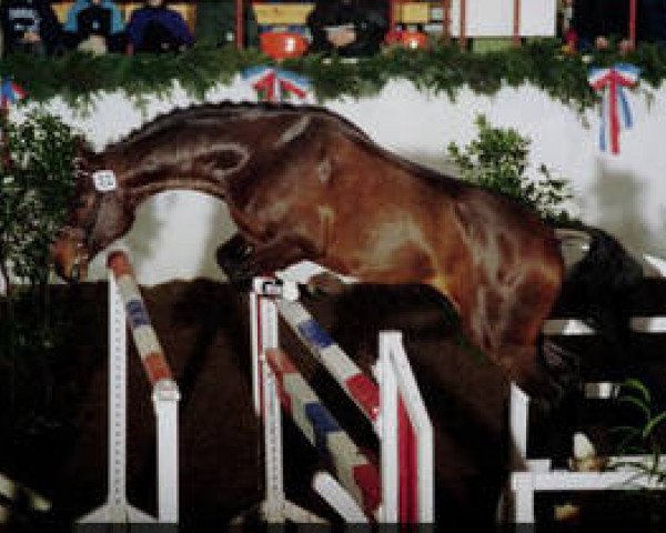 Deckhengst Claudio's Son (Holsteiner, 1995, von Claudio)