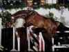 stallion Claudio's Son (Holsteiner, 1995, from Claudio)