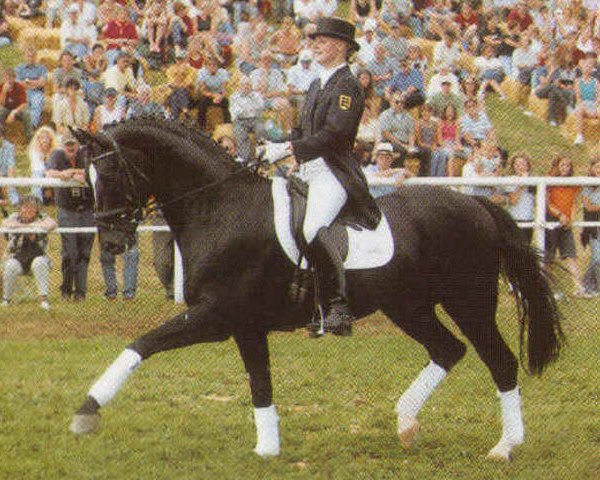 stallion Donnerprinz (Hanoverian, 1991, from Donnerhall)