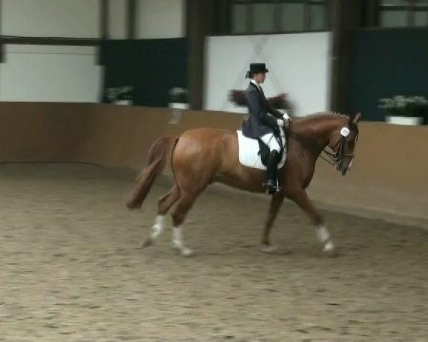 dressage horse Piko Star (Westphalian, 2003, from Pik Labionics)