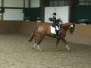 dressage horse Piko Star (Westphalian, 2003, from Pik Labionics)