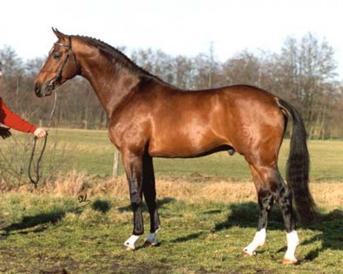 Deckhengst Flemmingh (Holsteiner, 1987, von Lacapo)