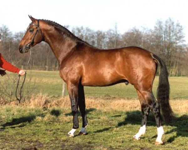 stallion Flemmingh (Holsteiner, 1987, from Lacapo)