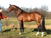 stallion Flemmingh (Holsteiner, 1987, from Lacapo)