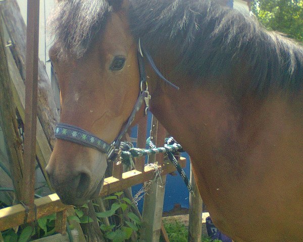 dressage horse Sam (German Warmblood, 2004)