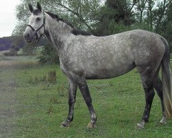 broodmare Apanachi (Oldenburg, 2003, from All in One)