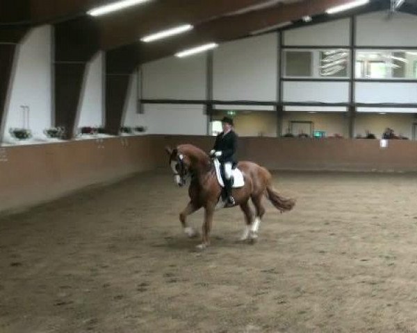 horse Color of Dreams (Westphalian, 1994, from Cartusch)