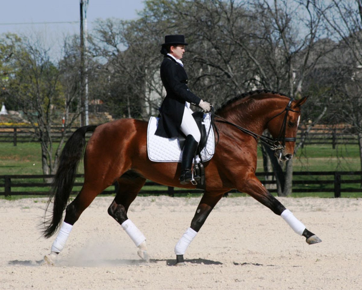 Deckhengst Bergamon (Hannoveraner, 1994, von Baryshnikov)