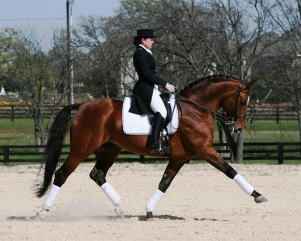 stallion Bergamon (Hanoverian, 1994, from Baryshnikov)