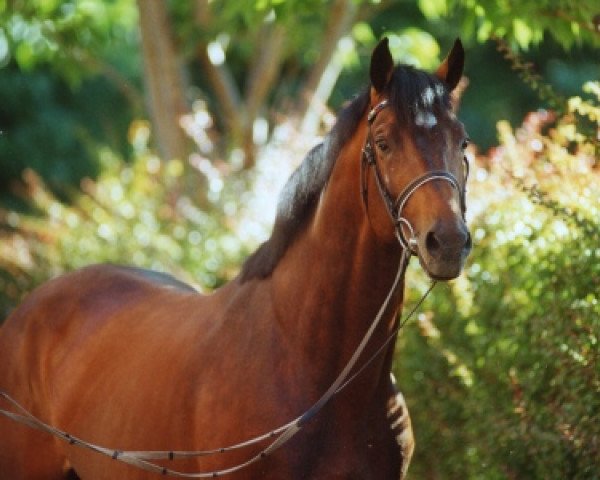 stallion Limbus (Holsteiner, 1991, from Landgraf I)