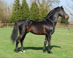 stallion Loutano (Holsteiner, 2003, from Landgraf I)