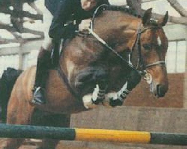 stallion Aloube Z (Hanoverian, 1979, from Almé)