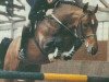 stallion Aloube Z (Hanoverian, 1979, from Almé)