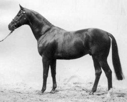 stallion Königspark xx (Thoroughbred, 1979, from Prince Ippi xx)