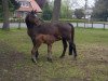 broodmare Annabell (Hanoverian, 1995, from Acord II)