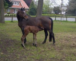 broodmare Annabell (Hanoverian, 1995, from Acord II)