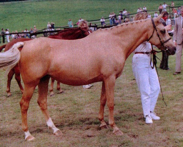 broodmare Golden Elly (German Riding Pony, 1983, from Eckley)