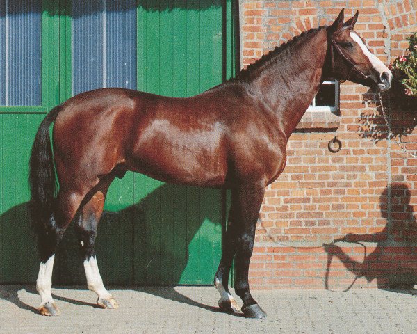 stallion Ritual (Hanoverian, 1985, from Ramiro Z)