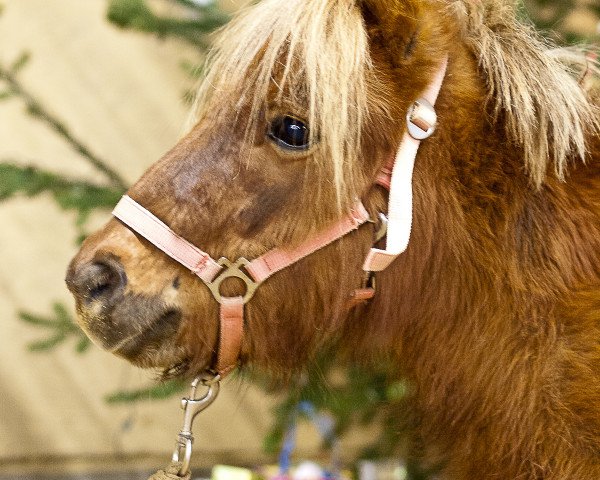 Deckhengst Joey (Shetland Pony,  )