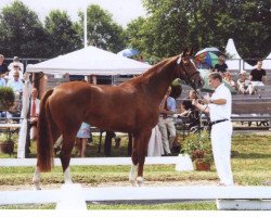 Zuchtstute Future Dream (Westfale, 2003, von Florestan I)