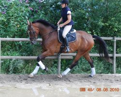 dressage horse Löwenherz 94 (Bavarian, 2005, from Laurentio)