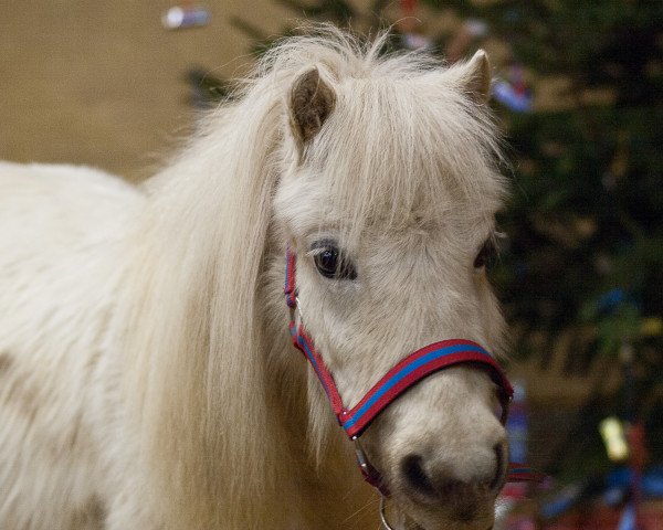 Zuchtstute Sugar (Shetland Pony,  )