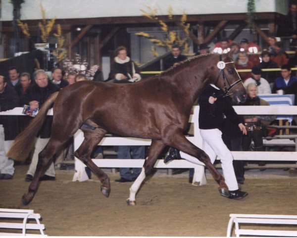 stallion Dux (Bavarian, 1998, from Donnerhall)