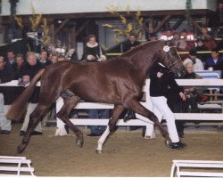 stallion Dux (Bavarian, 1998, from Donnerhall)