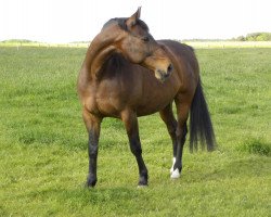 dressage horse Richmonds Garden (Sachse, 1999, from Rutowski)